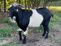 BKK Sequoia'a Black Thunder, Herd Sire, Ashes Creek Kikos